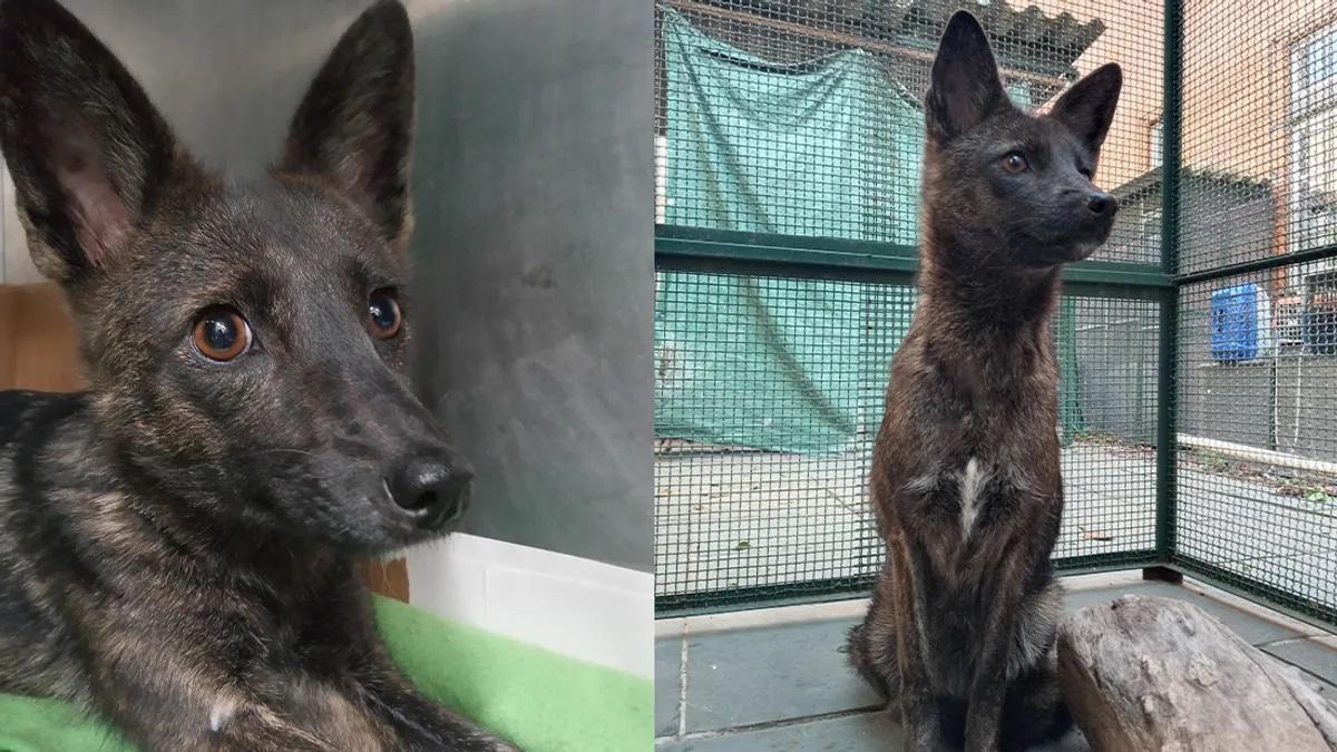 Primer caso conocido de un híbrido entre perro y zorro de las pampas