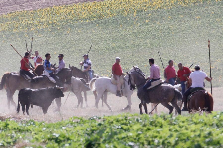 Encierro de campo en Villaescusa