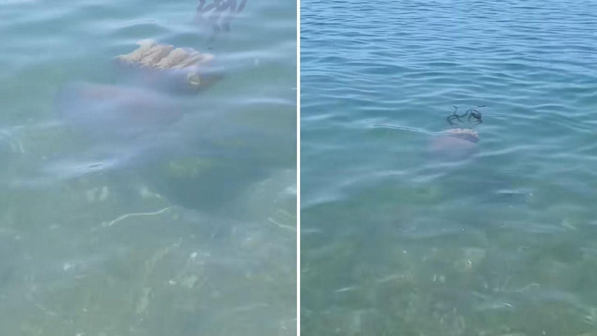 Medusas avistadas en el Mediterráneo.