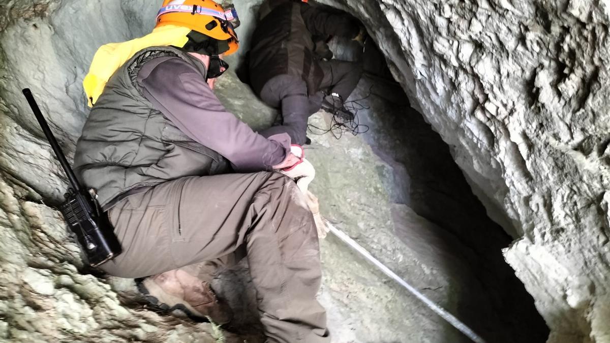 Localizan con vida a la osa atacada por un macho en la Montaña Palentina