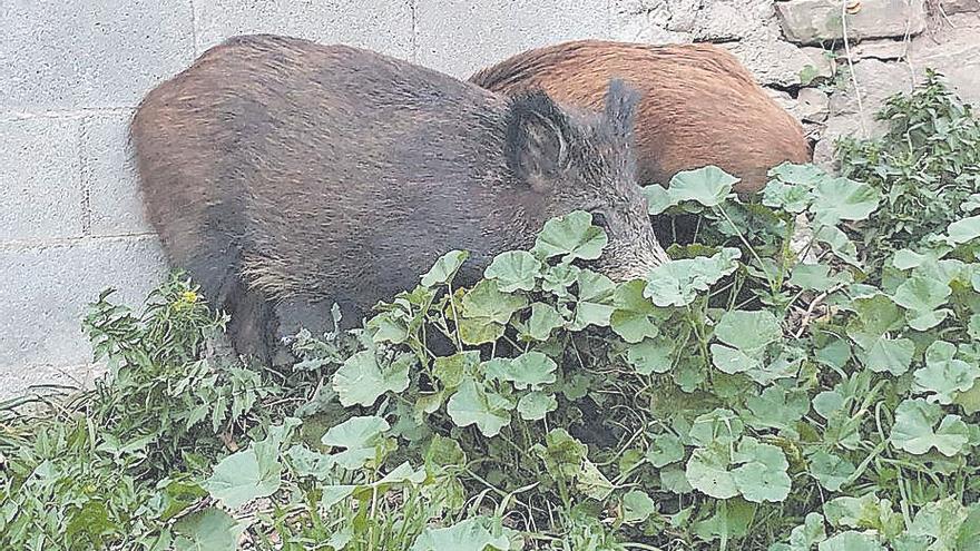 Preocupació a Monistrol de Montserrat per la presència constant de senglars