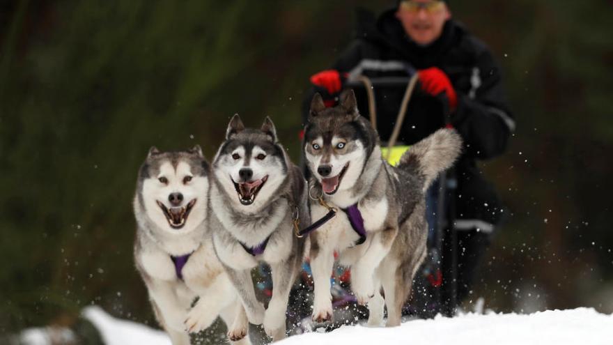 Competició de huskys siberians a Escòcia