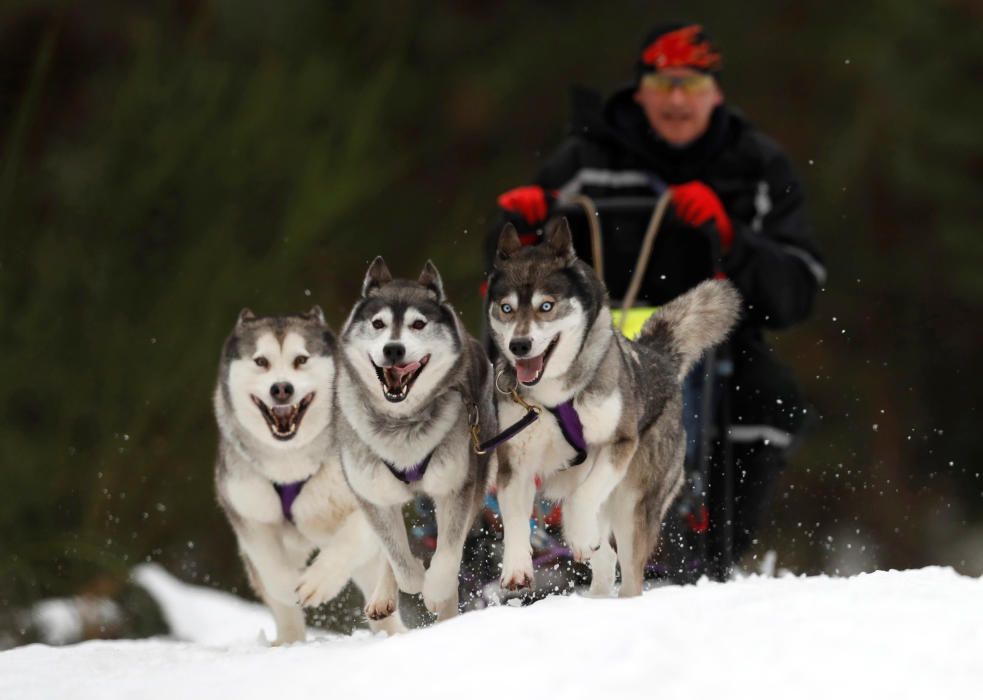 Competició de huskys siberians a Escòcia