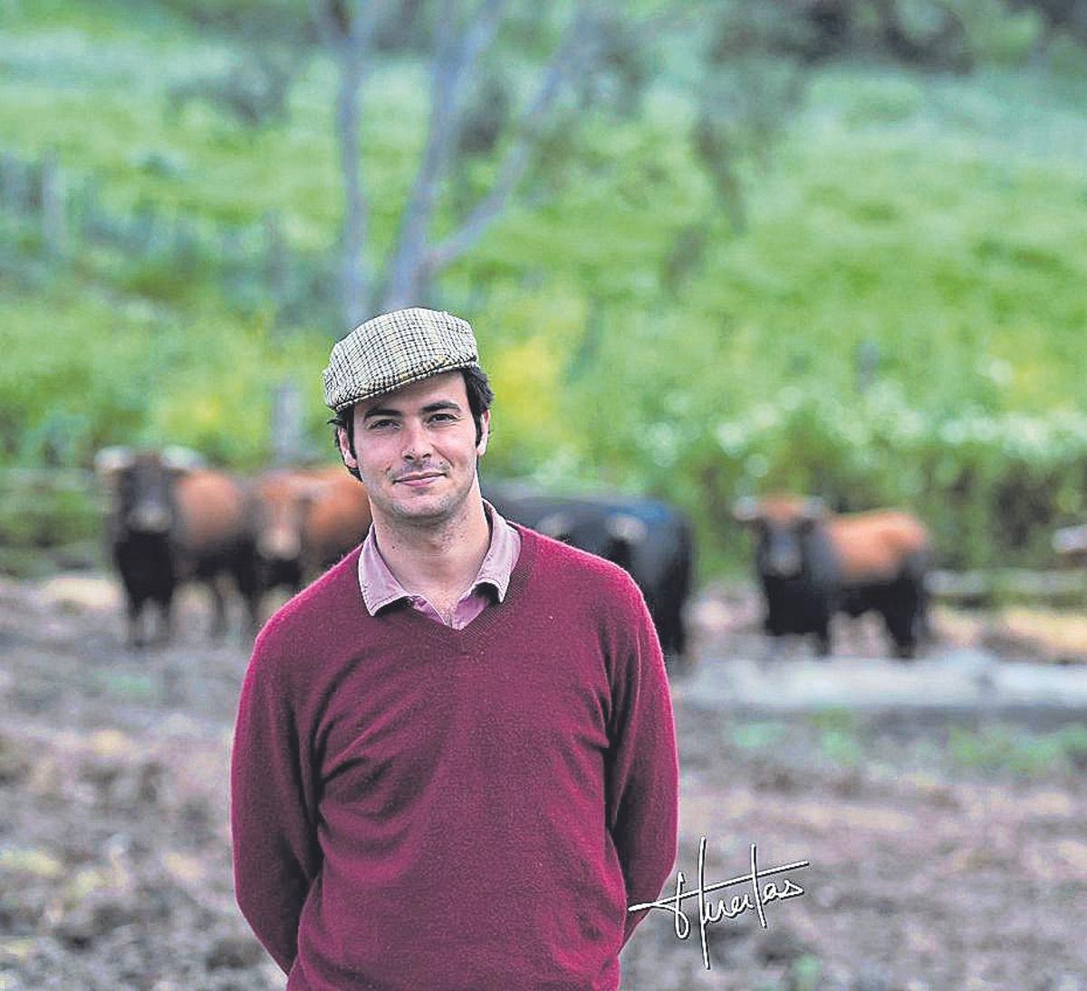 El ganadero Jaime Mora-Figueroa, con los toros de Joaquín Núñez del Cuvillo, en el campo.