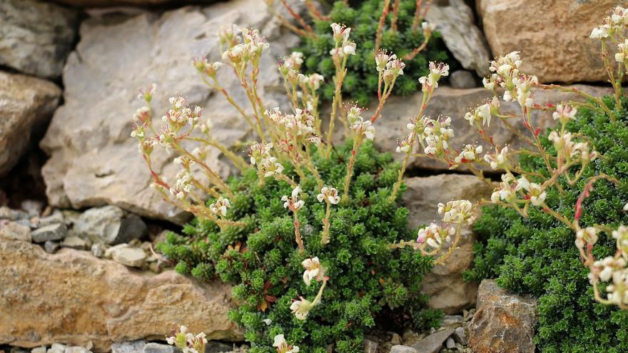 La curiosa planta que solo crece en las grietas de las rocas y muere tras florecer