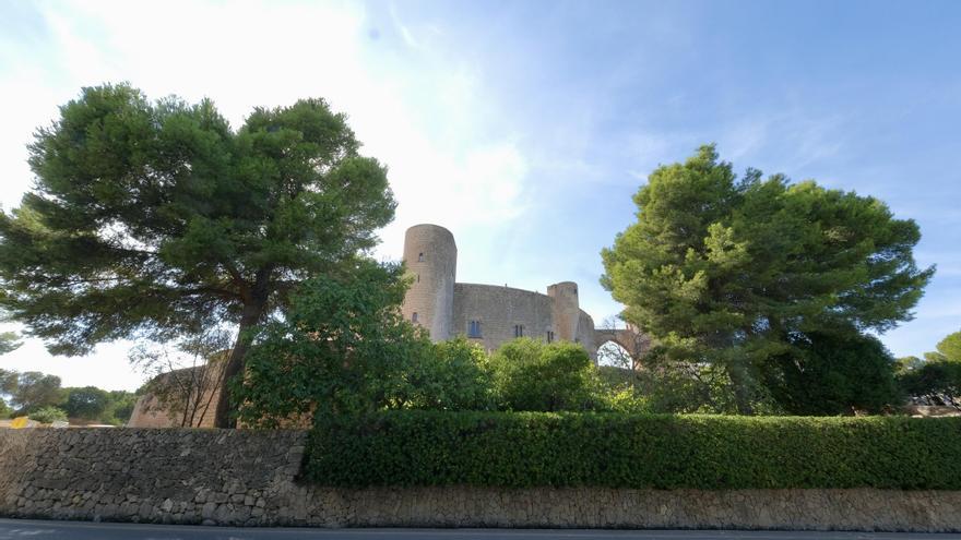 Las fotos de los pinos del Castillo de Bellver que Palma talará para recuperar la visión del monumento