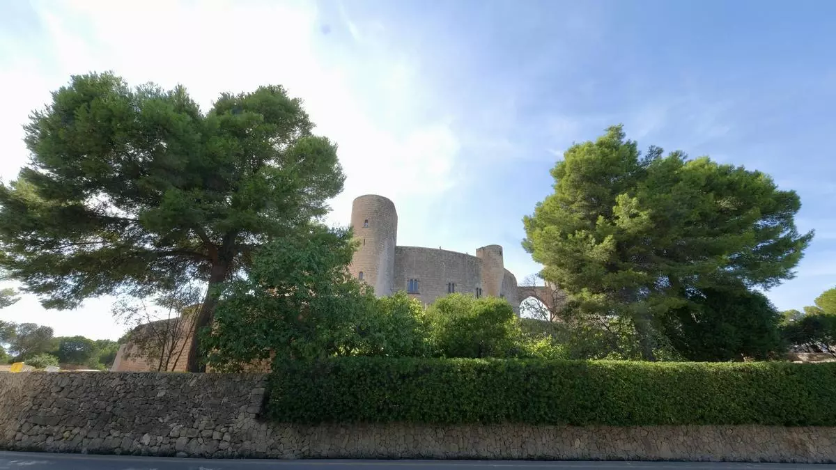 Estos son los cuatro pinos del Castillo de Bellver que el Ayuntamiento de Palma talará para recuperar las vistas del monumento