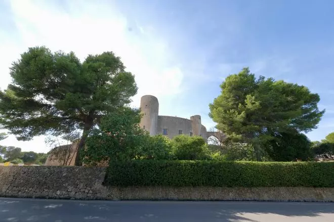 Las fotos de los pinos del Castillo de Bellver que Palma talará para recuperar la visión del monumento