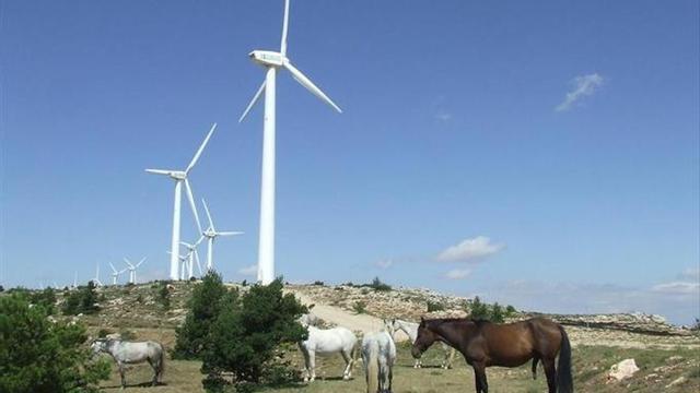 Los científicos ya creen "severo" el daño de los parques eólicos en Aragón