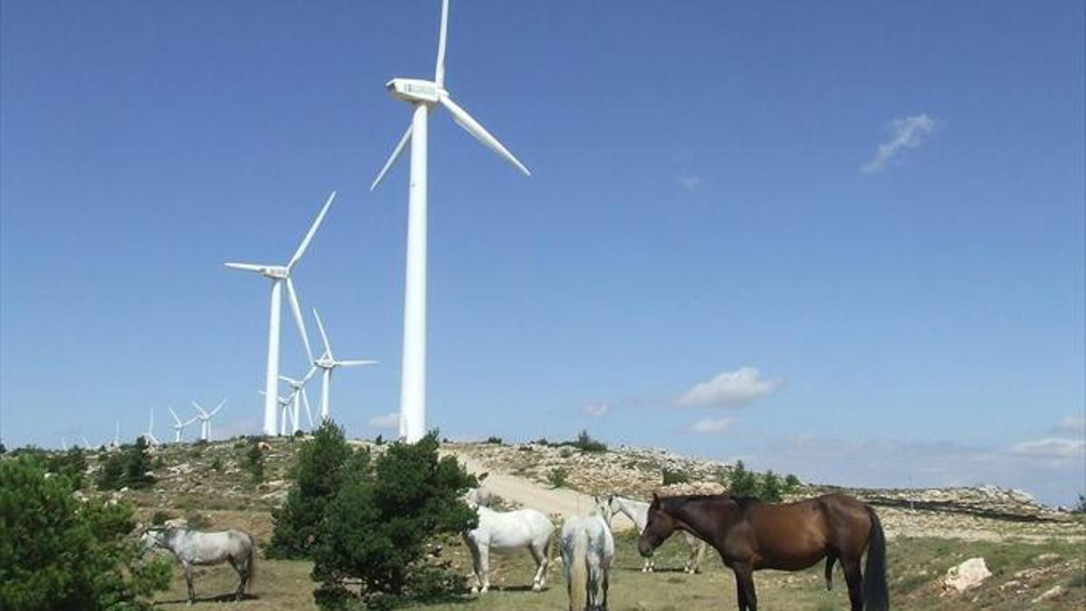 Los científicos ya creen "severo" el daño de los parques eólicos en Aragón