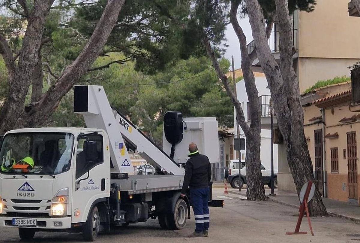 Operarios en la zona de Porto Cristo donde se han talado dos árboles.