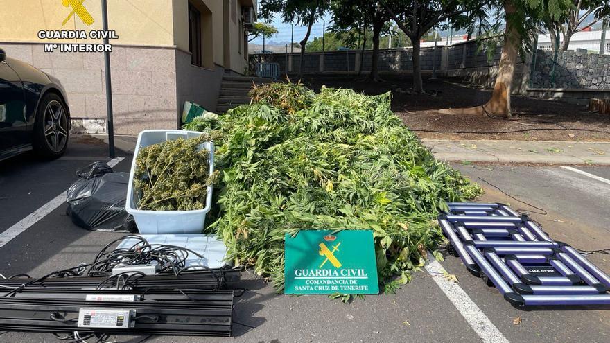 Desmantelan una plantación de marihuana y detienen a dos hombres en Guía de Isora