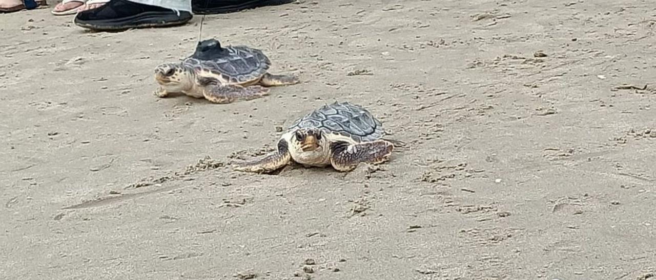 Una suelta de tortugas en la playa en una foto de archivo. | LEVANTE-EMV