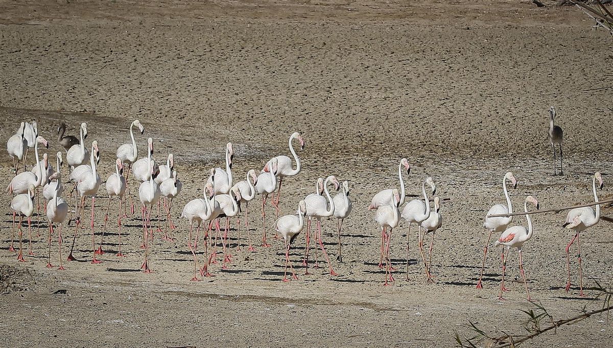 Flamencos sobre marismas secas en Doñana