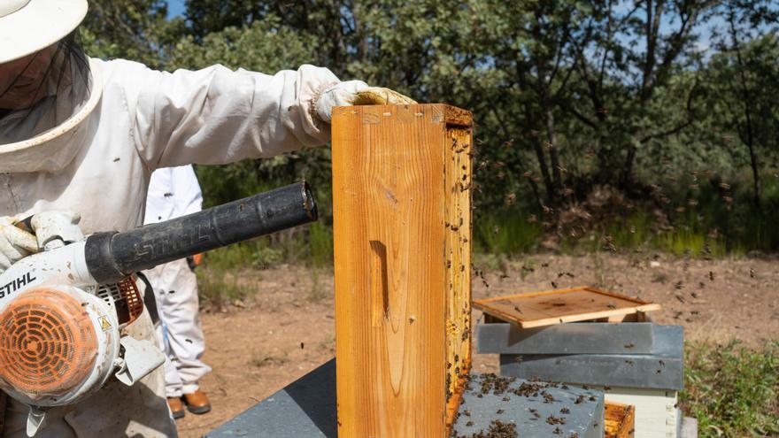 Las abejas, el termómetro del cambio climático en Aliste