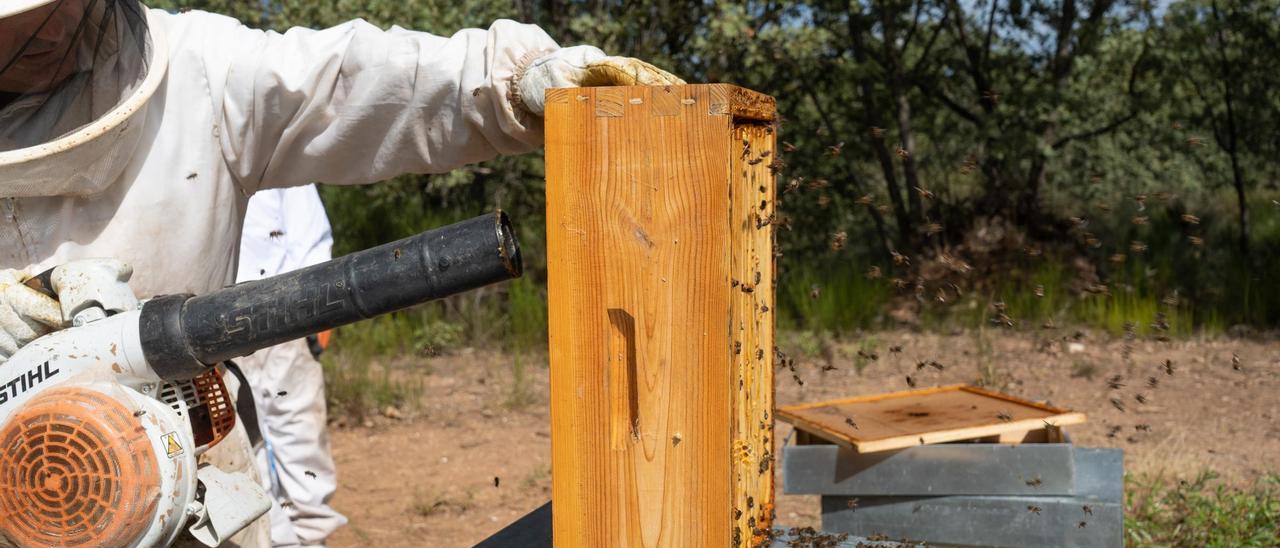 Manuel Casado Nistal, de la Colmenita de Aliste, sopla las abejas para protegerlas durante la recolección de miel.