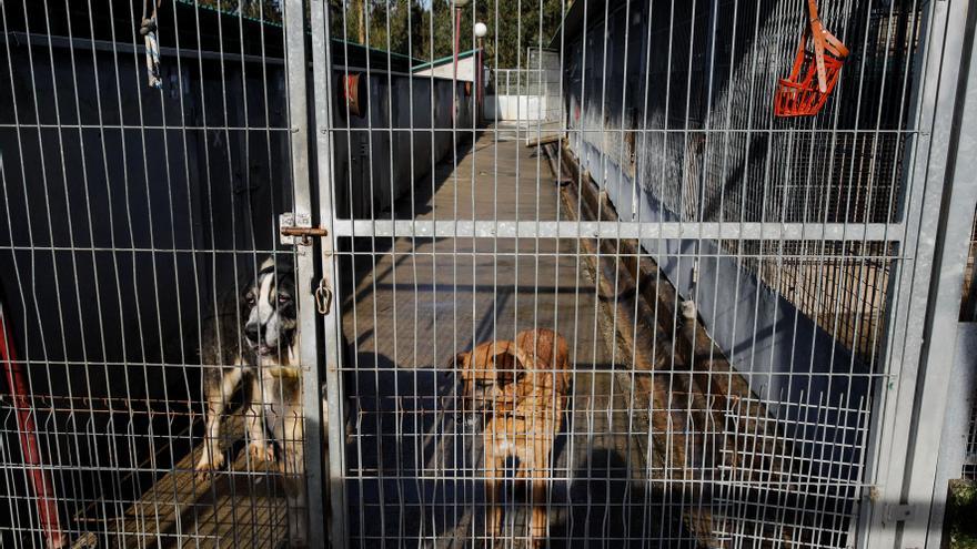 El albergue de Serín cierra el año con otro nuevo descenso de adopciones de perros