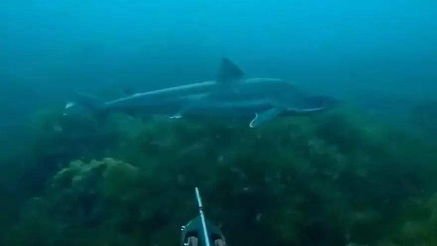 VÍDEO: El sorprendente encontronazo de un buzo con un tiburón en la costa de Llanes