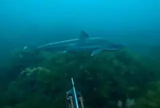 VÍDEO: El sorprendente encontronazo de un buzo con un tiburón en la costa de Llanes