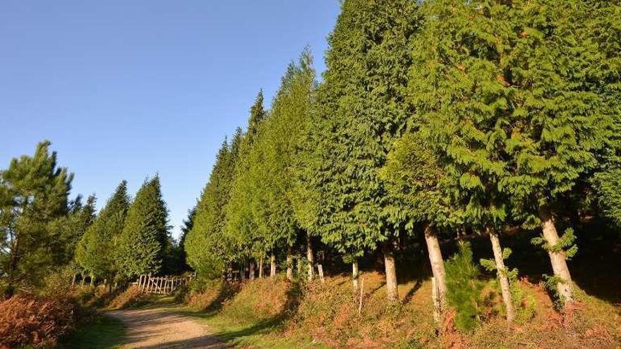 Bosque de secuoyas en la localidad pontevedresa de Poio.