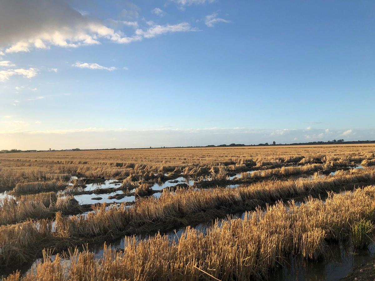 Fotografía de un campo de arroz en un terreno de Andalucía.