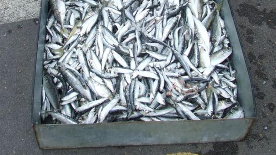 Intervenen més de 41 quilos de peix blau sense etiquetar a l&#039;Escala