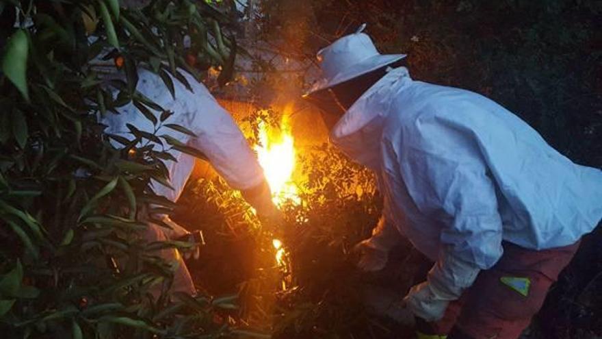 Los bomberos al quemar el nido de avispas localizado en la Barraca.