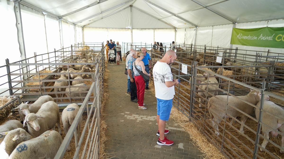 Exposición de ganado en la carpa del recinto.