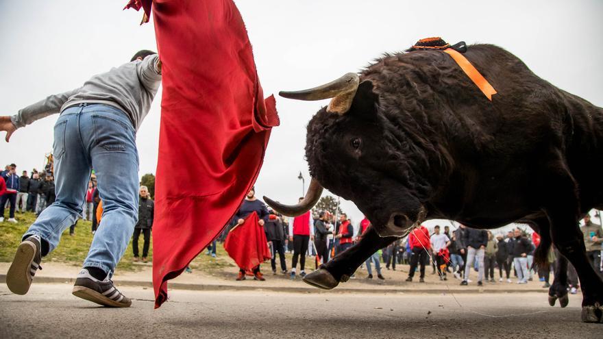 Corneado un varón durante el Toro del Aguardiente del Carnaval de Ciudad Rodrigo (Salamanca)