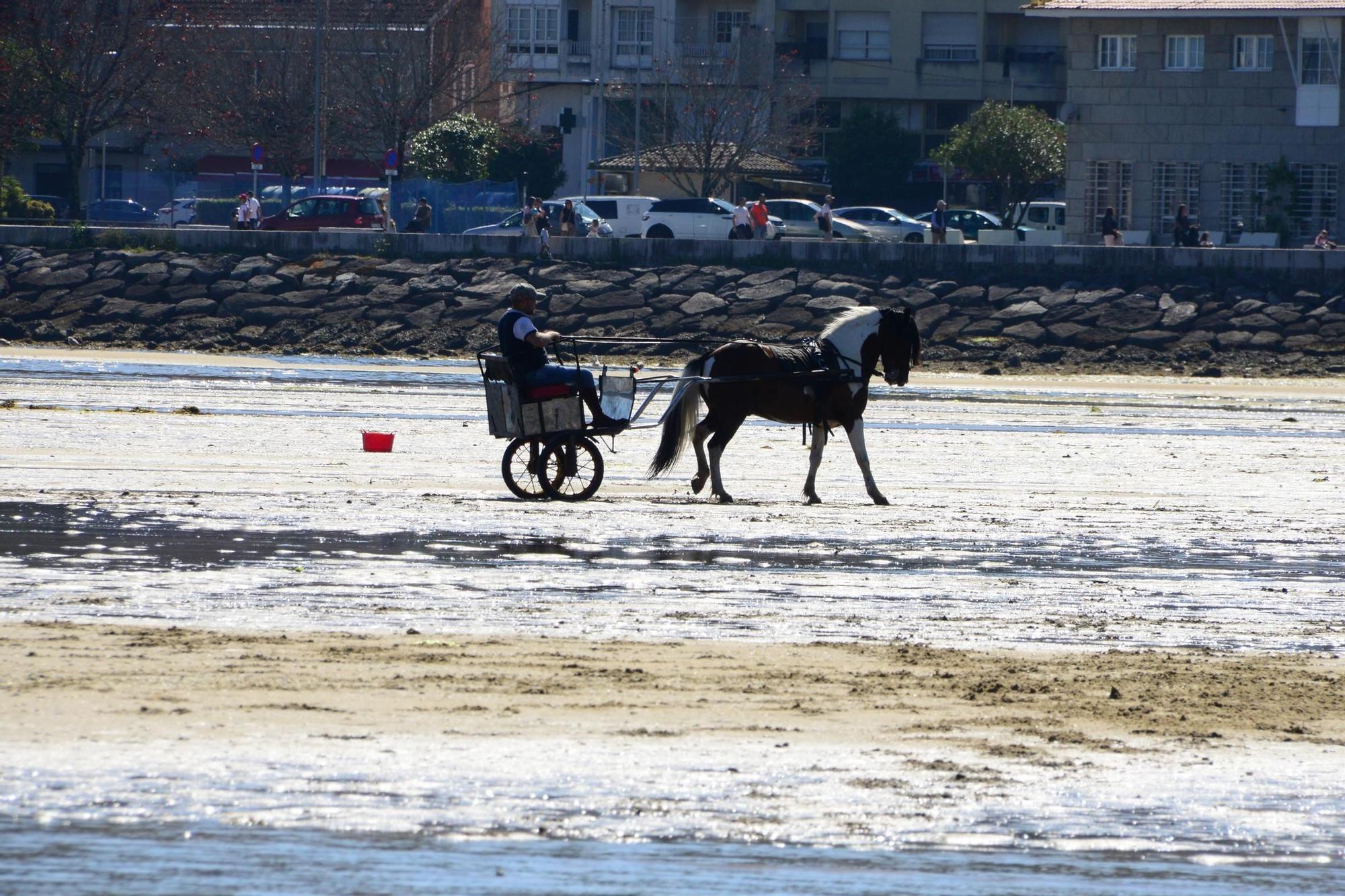 Una espectacular jornada a caballo por Moaña (I)