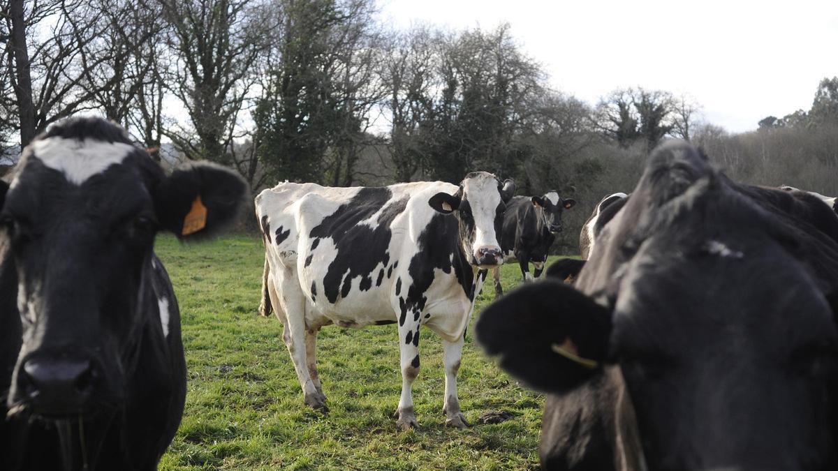 Vacas nun prado.