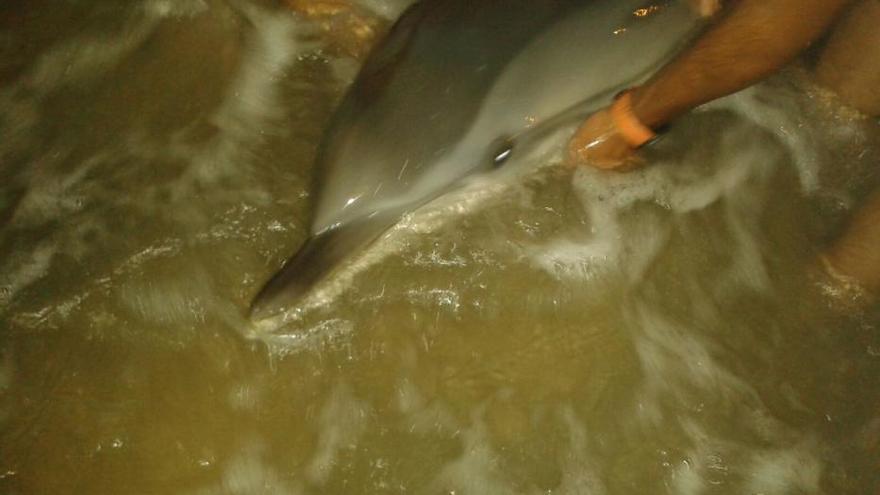 Salvan a un delfín varado en la playa de Cullera