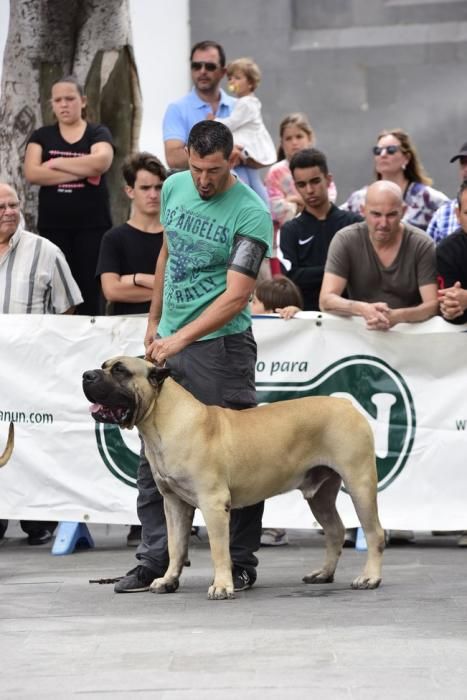 Celebración del I Certamen Nacional de perro ...