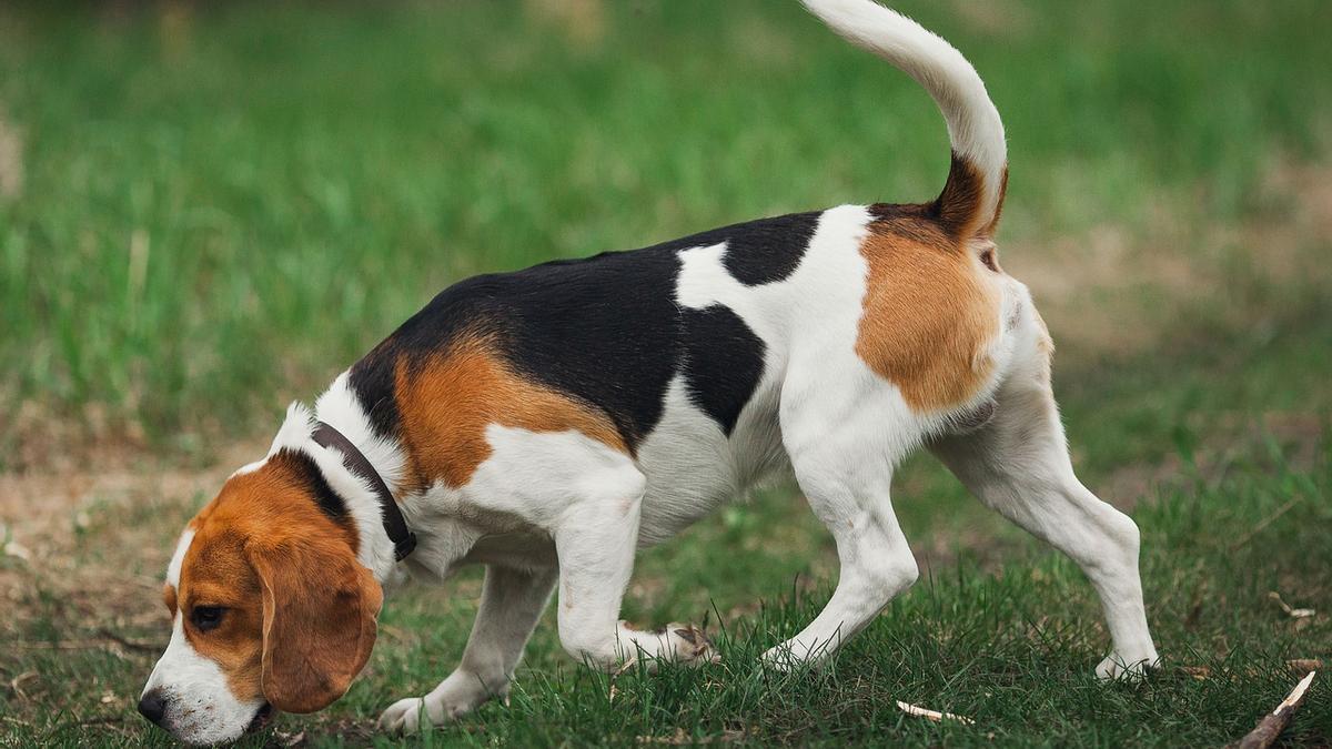 RAZAS PERROS CAZA | 5 perros cazadores que son perfectos como mascotas