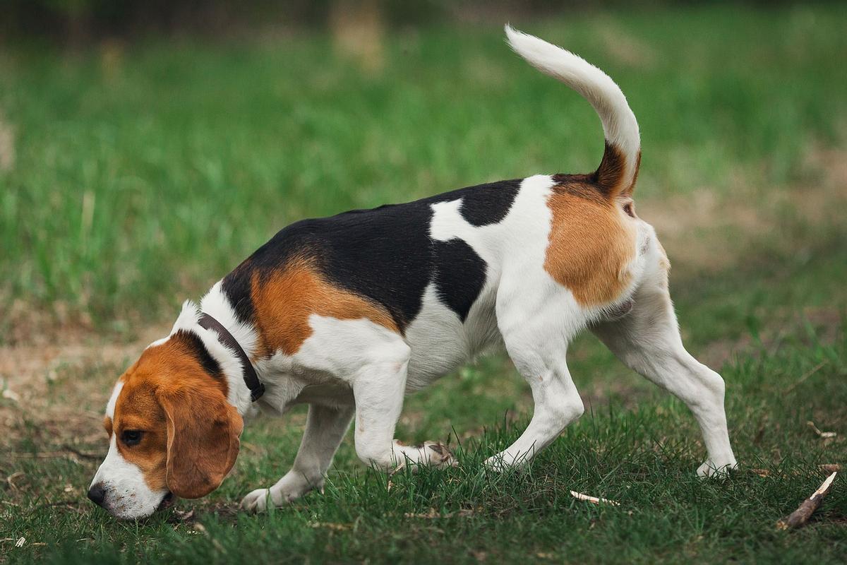 Razas de perros de caza: Beagle