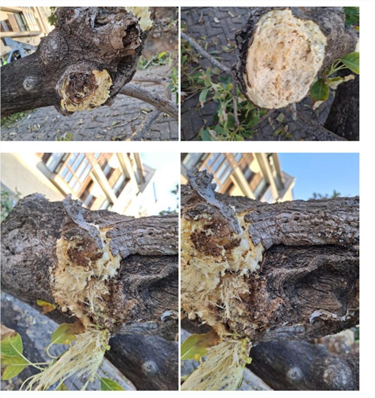 Ramas que presentaban riesgo de fractura.