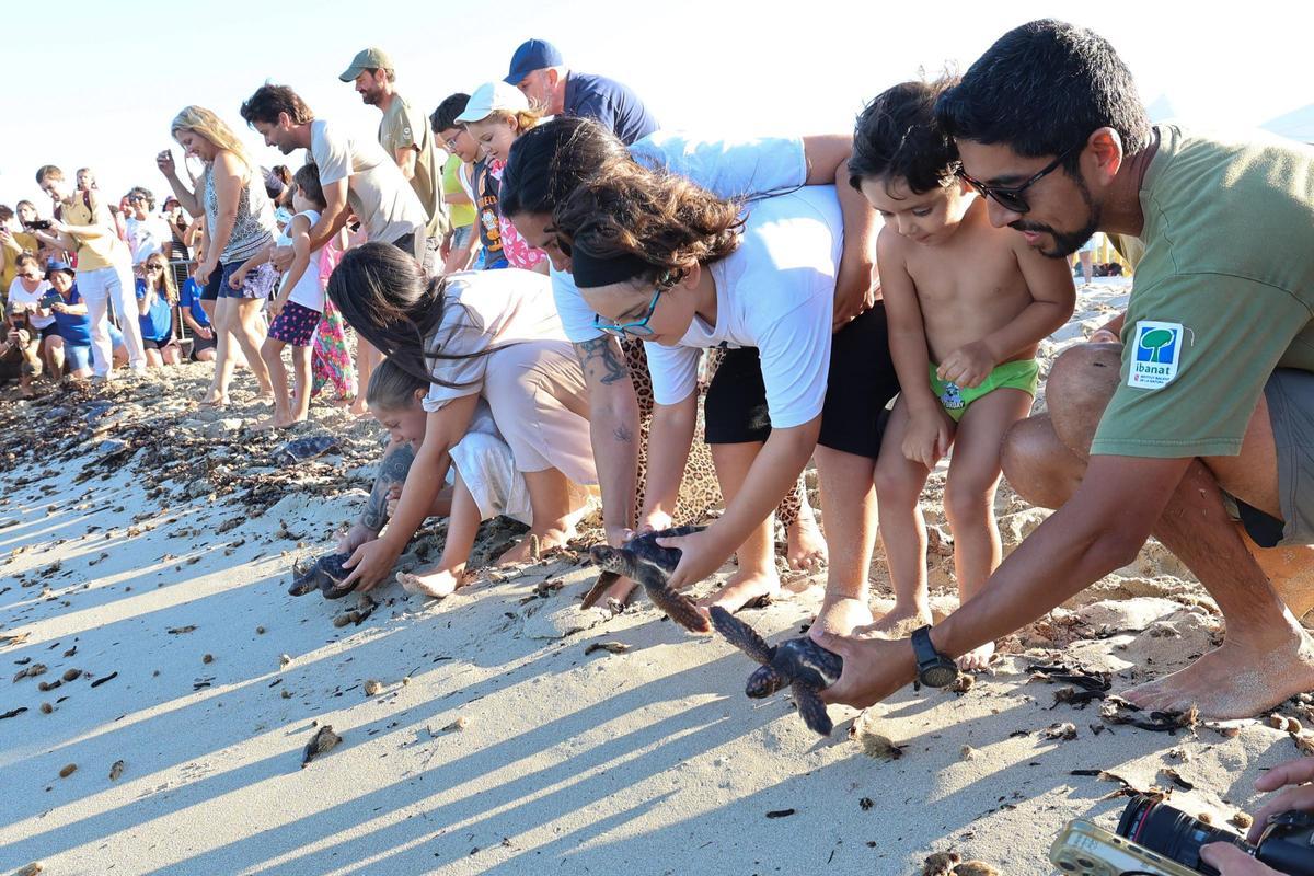 Las tortugas de Ibiza vuelven al mar tras un año Las tortugas de Ibiza vuelven al mar tras un año