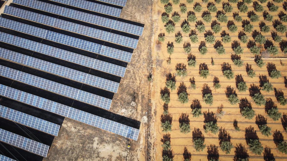 Oposición del Ayuntamiento de Elche a las macroplantas solares: "No queremos que la tierra fértil se convierta en un campo de hierro"