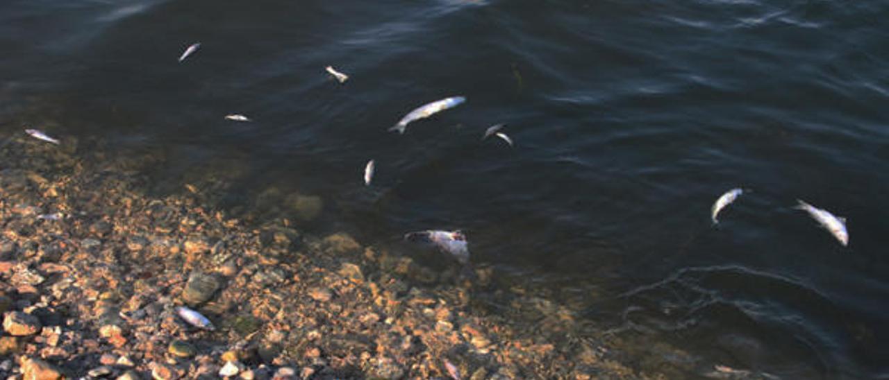 Aparecen centenares de peces muertos en la desembocadura del río Girona