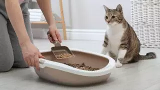 Los veterinarios lo aclaran: ni una vez a la semana ni cuando huele mal, el arenero del gato se limpia todos los días