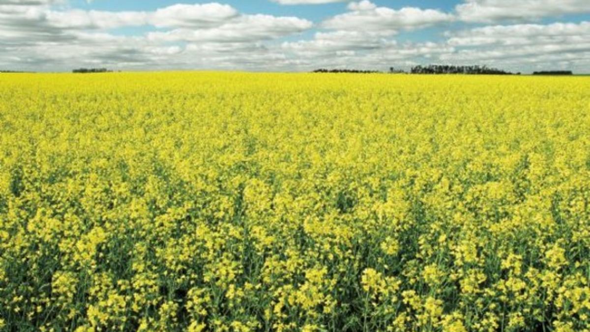 Un campo de colza en Dakota del Norte.