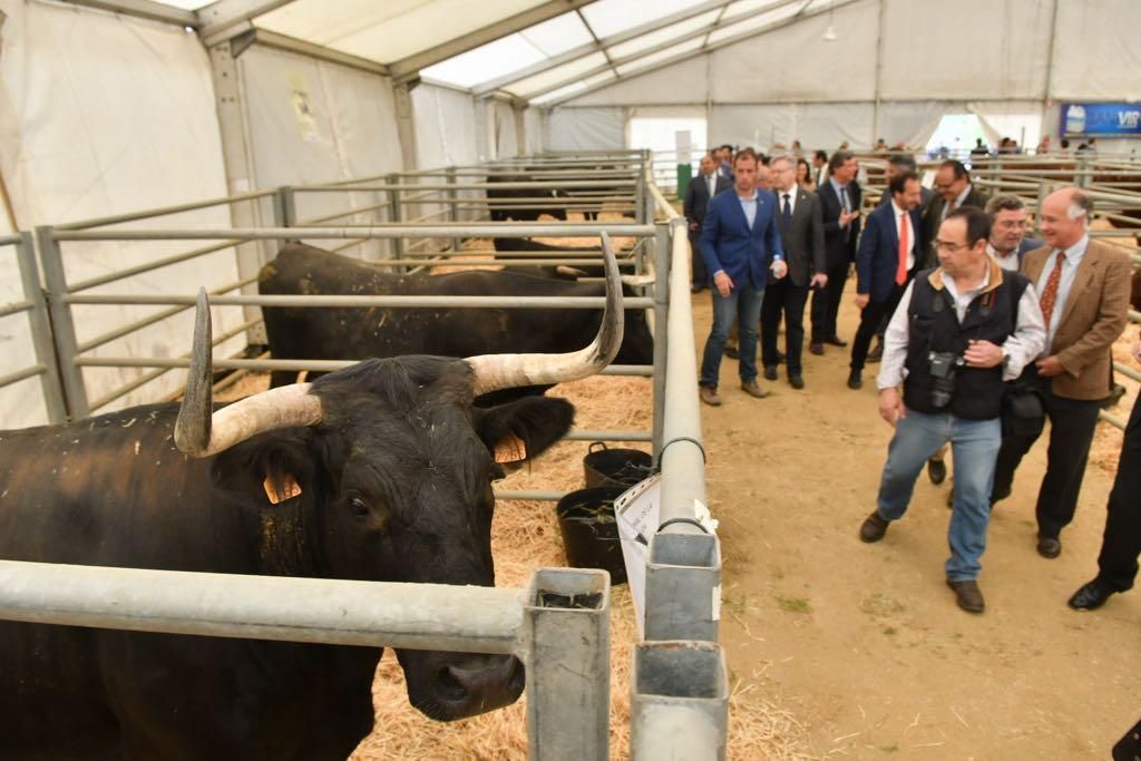 Arranca la Feria Agroganadera de Los Pedroches