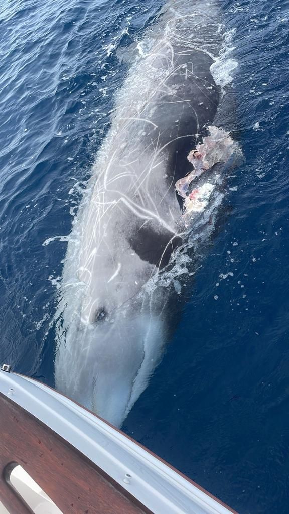 Zifio muerto a la deriva frente a Puerto Rico