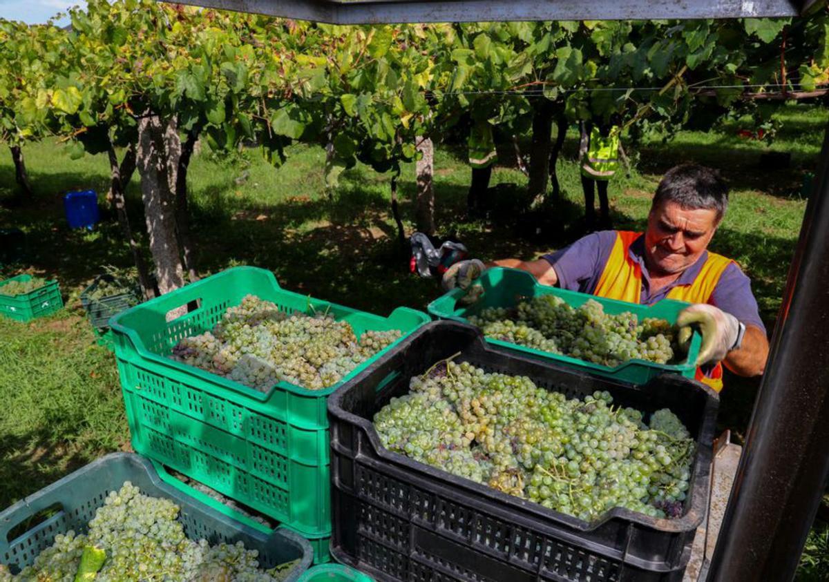 Una empresa de servicios agrarios garantiza vendimiadores y 40.000 kilos de uva diarios