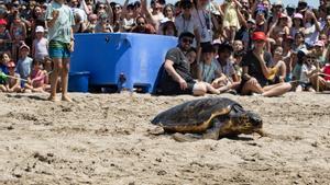 Liberación de tortugas en El Prat de Llobregat.