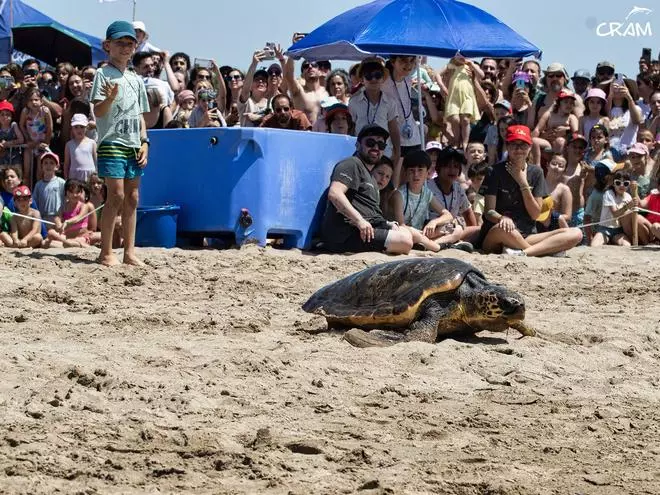 La playa del área de Barcelona que tiene nuevos ‘inquilinos’