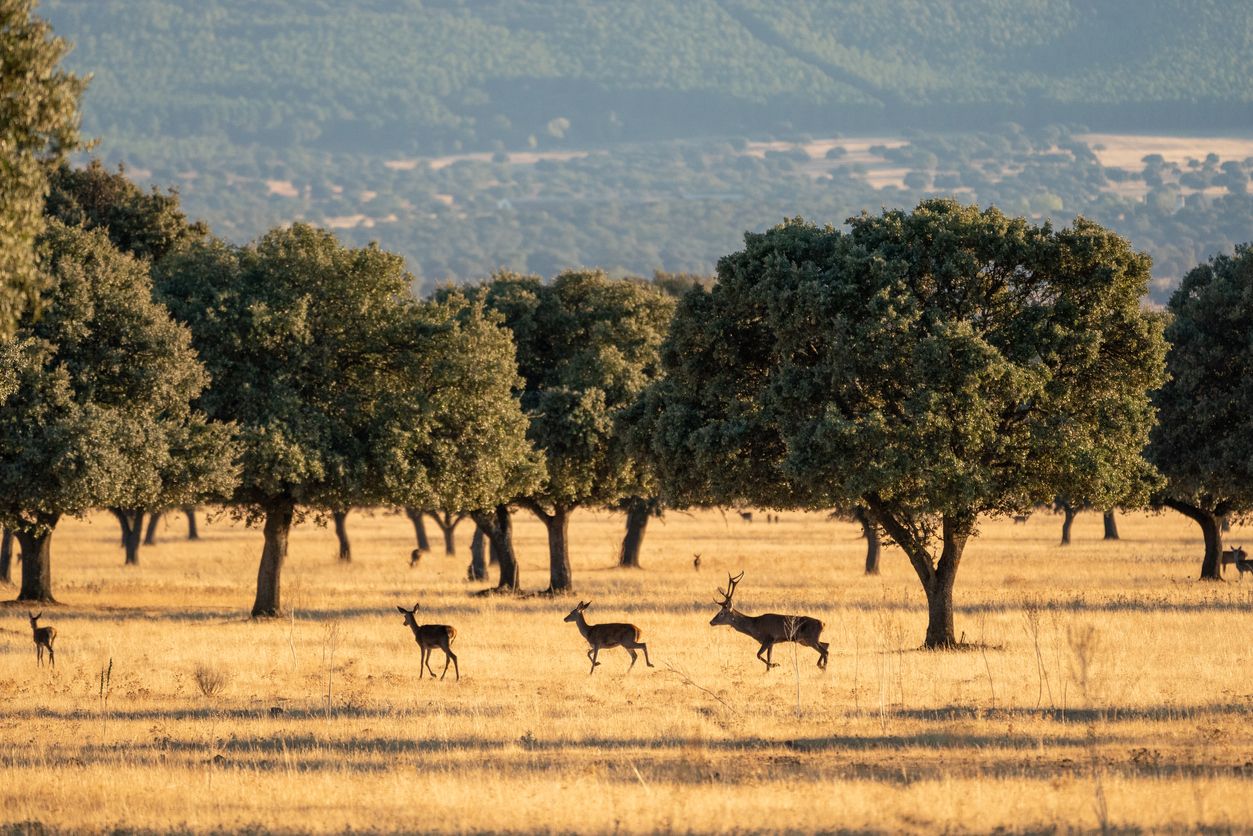 Esta ruta poco conocida es única y se hace muy cerca de el Parque Nacional de Cabañeros en Ciudad Real, España.