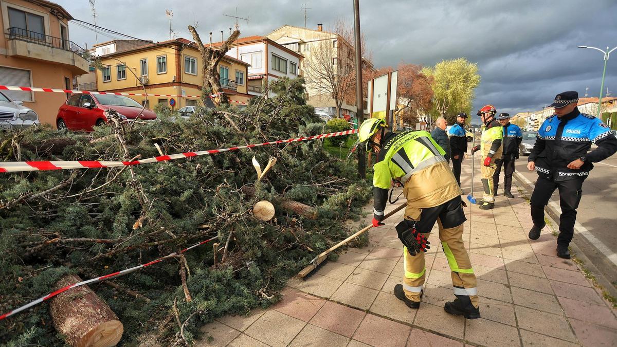 Los bomberos retiran un árbol caído por el viento en la calle Padre Josè Acosta de Valladolid.