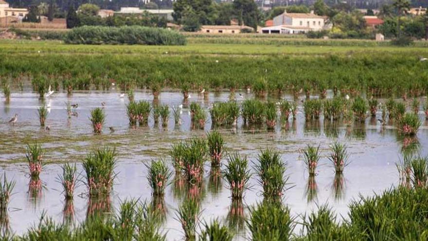 Apag Extremadura Asaja advierte que &quot;el futuro del arroz&quot; en la región está &quot;bajo amenaza&quot;