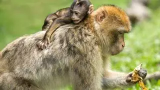¿Qué es, cómo se transmite y cómo se manifiesta la viruela del mono?